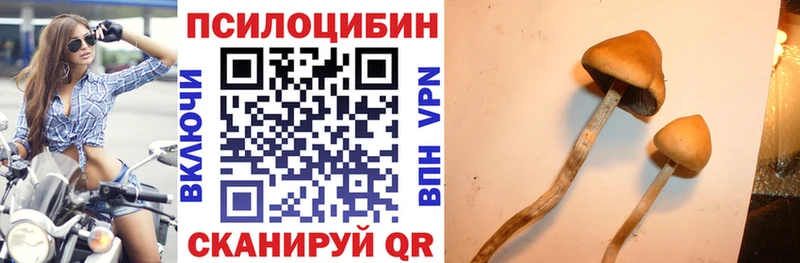 где можно купить наркотик  Колпашево  Псилоцибиновые грибы Cubensis 